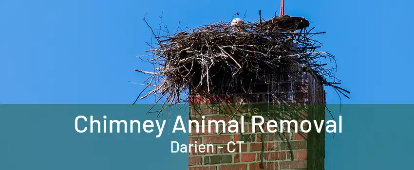 Chimney Animal Removal Darien - CT