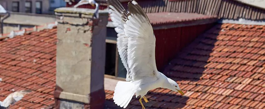 Residential Chimney Animal Removal Solution in Darien, CT